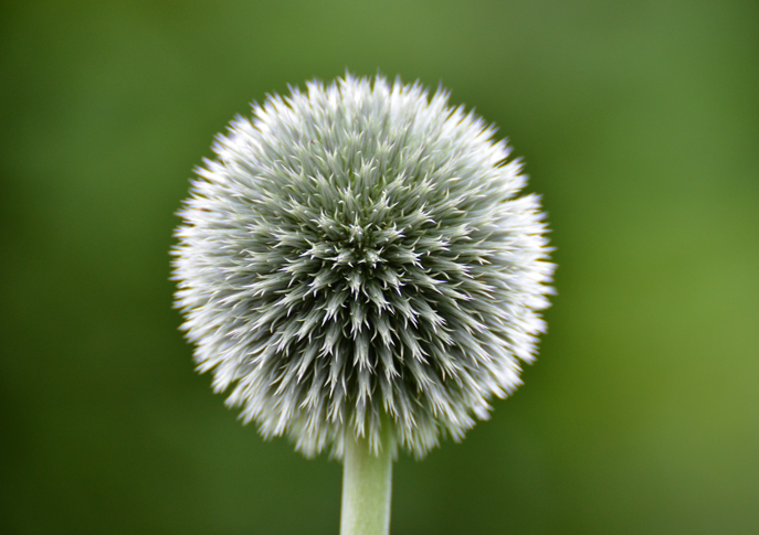 blomsterbombe1