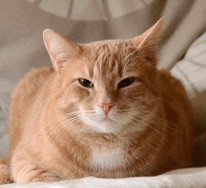 samson-thump1