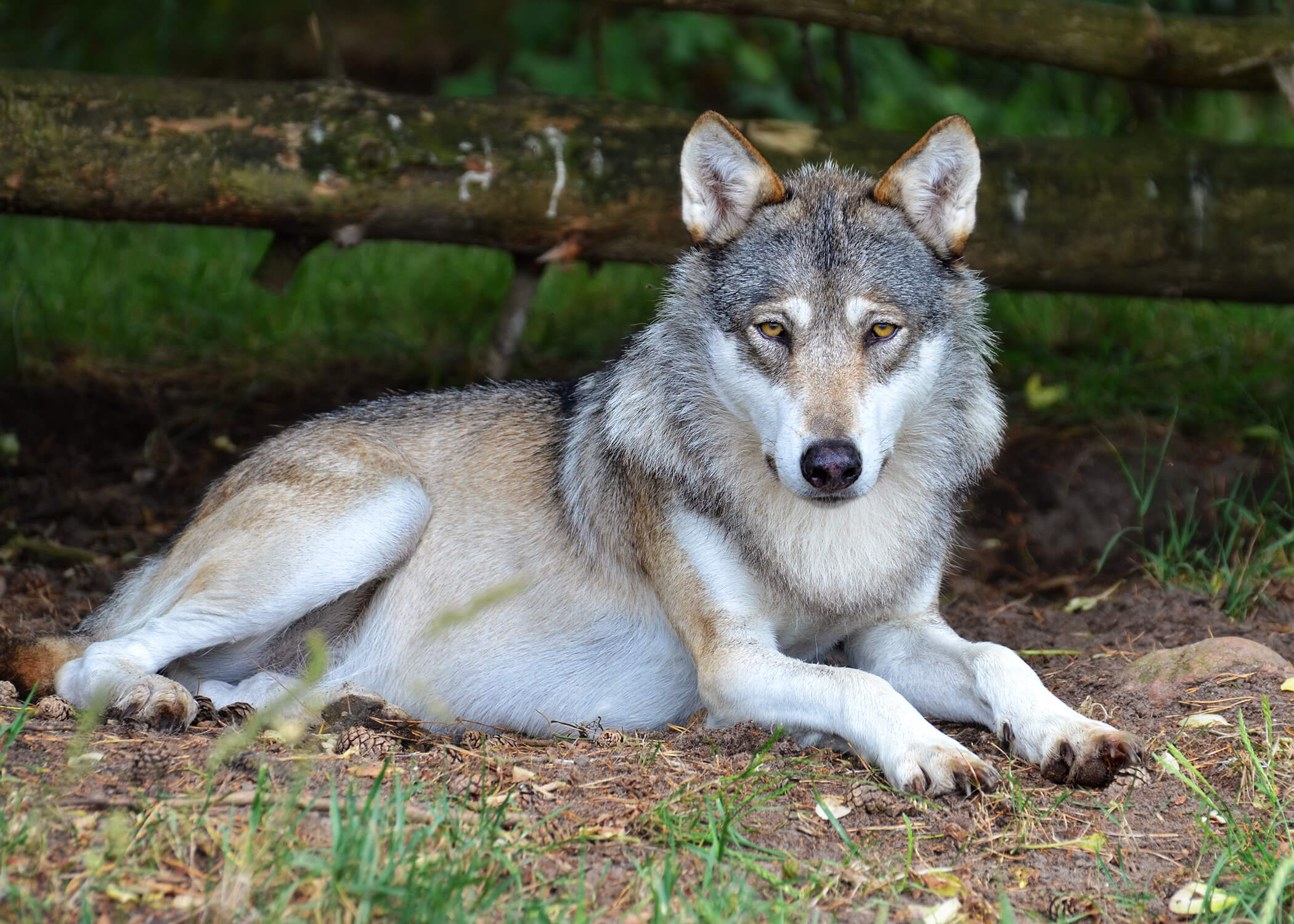 wolf-web1