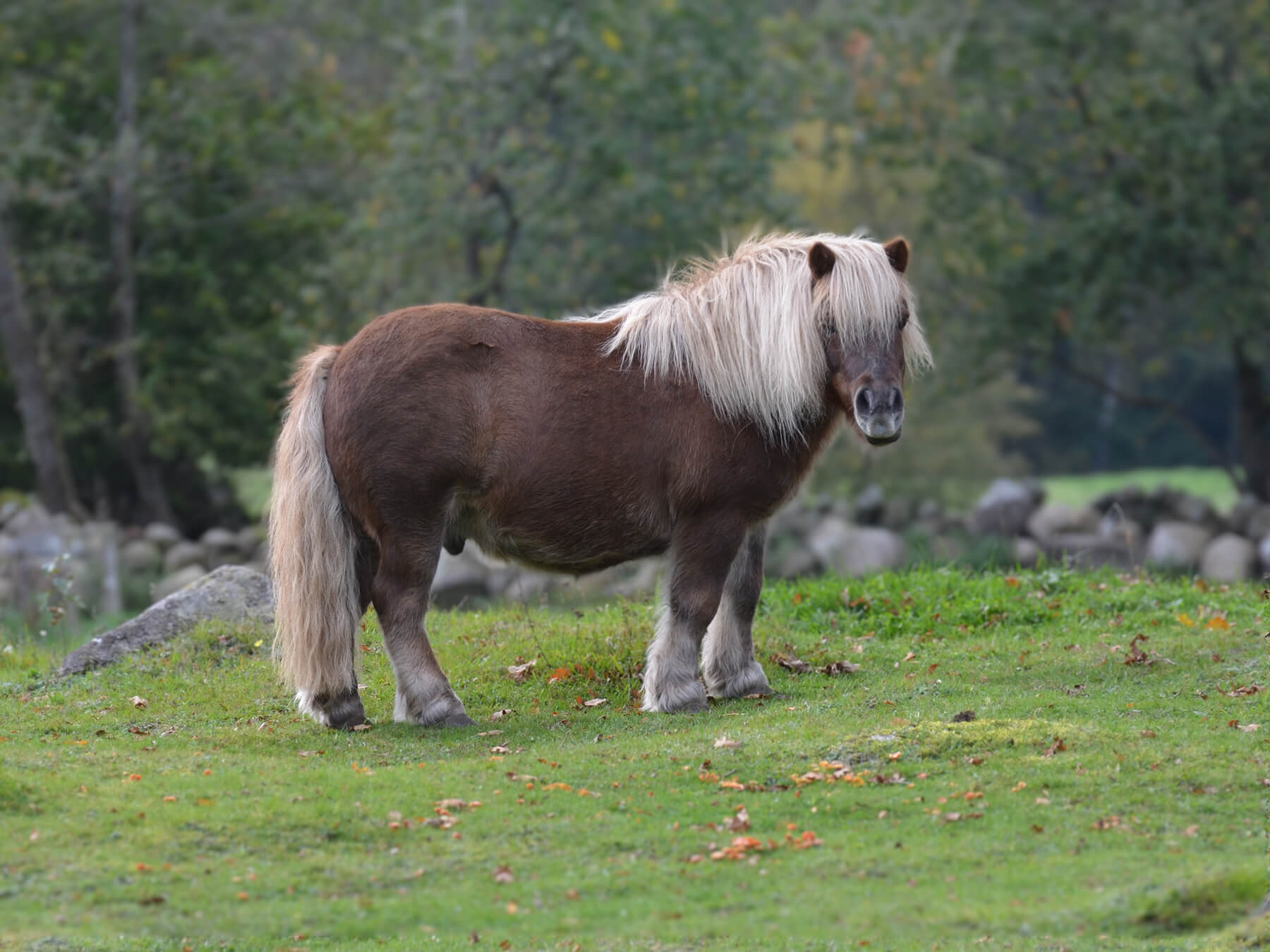 pony